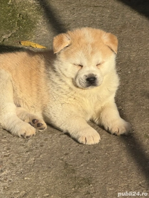 Akita inu japonez  - imagine 5