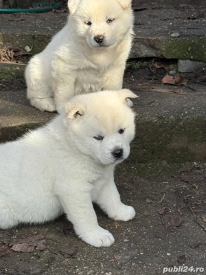 Akita inu japonez  - imagine 4