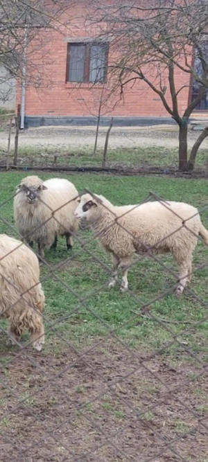 6 Oi de vânzare în Dud, jud. Arad