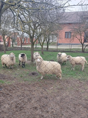 6 Oi de vânzare în Dud, jud. Arad - imagine 2
