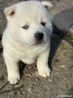 Akita inu japonez  - imagine 3