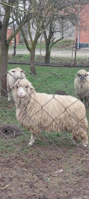 6 Oi de vânzare în Dud, jud. Arad - imagine 5