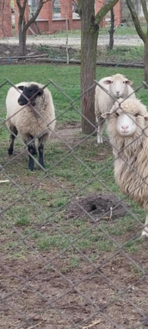 6 Oi de vânzare în Dud, jud. Arad - imagine 4