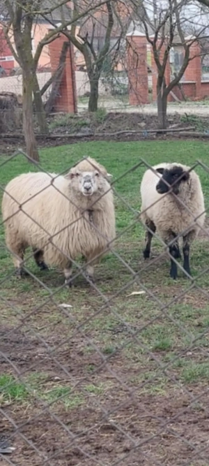 6 Oi de vânzare în Dud, jud. Arad - imagine 3