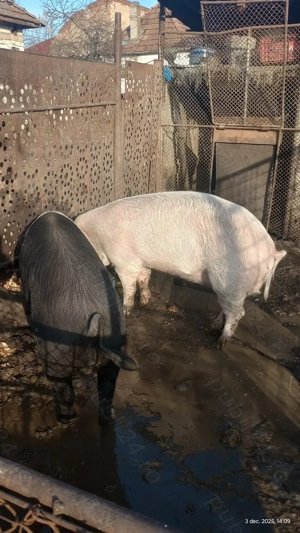 Vând porc tânăr aproximativ 80-90 - imagine 2