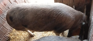 Porci de vânzare  - imagine 2