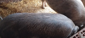 Porci de vânzare  - imagine 5