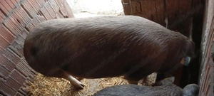 Porci de vânzare  - imagine 4