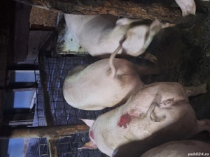 Porci de vanzare - imagine 2