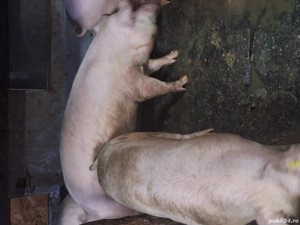 Porci de vanzare - imagine 3