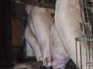 Porci de vanzare - imagine 5