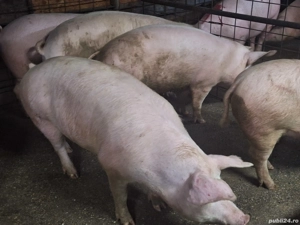 Porci de vanzare - imagine 4