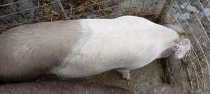 Porci tineri de vânzare  - imagine 4