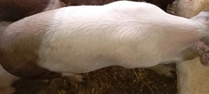 Porci tineri de vânzare  - imagine 2