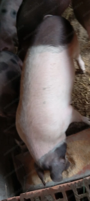Porci tineri de vânzare  - imagine 5