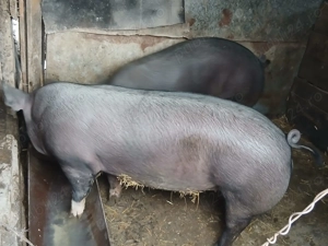 Porc de carne pentru craciun  - imagine 2