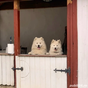 Pui Samoyed - fetita si baiat - imagine 2