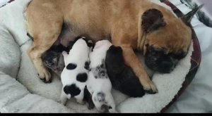 Buldog francez disponibil