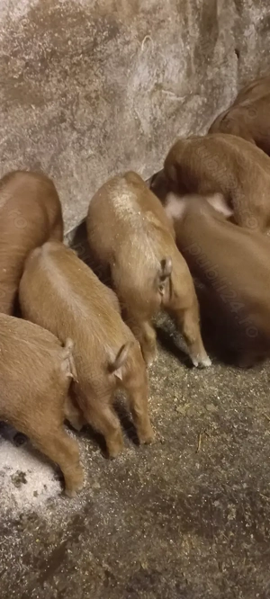 Purcei Duroc rasă pură de reproducție Turnu Magurele 800Lei  - imagine 3