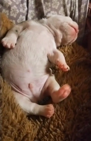 Buldog francez disponibil - imagine 2