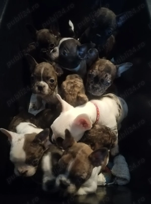 Buldog francez disponibil - imagine 4