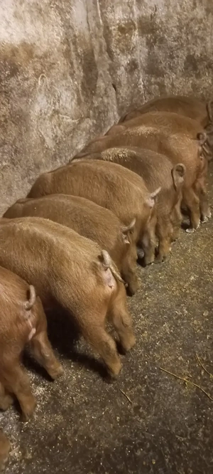 Purcei Duroc rasă pură de reproducție Turnu Magurele 800Lei  - imagine 2