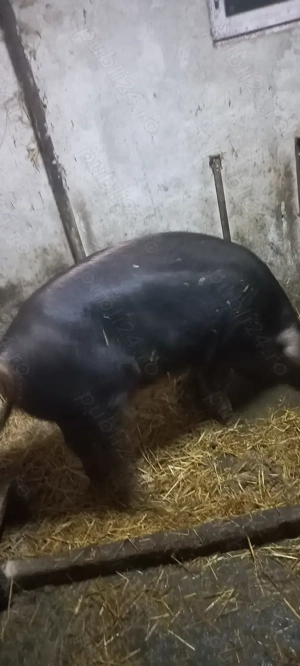 Purcei Duroc rasă pură de reproducție Turnu Magurele 800Lei  - imagine 5