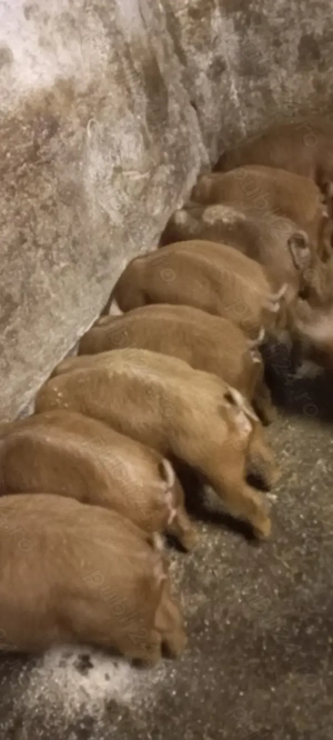 Vând Purcei Rasa Duroc Vieruși și Scrofițe  Turnu Magurele