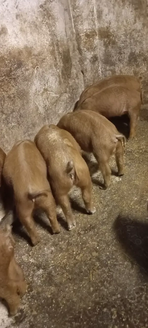 Vând Purcei Rasa Duroc Vieruși și Scrofițe  Turnu Magurele - imagine 2