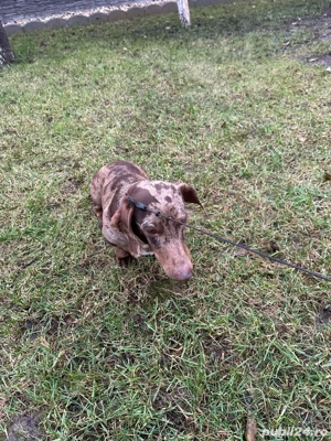 Teckel Mini Merle - imagine 3