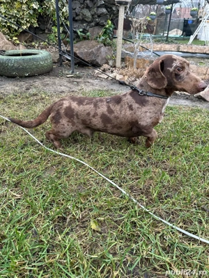 Teckel Mini Merle - imagine 2