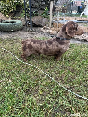 Teckel Mini Merle - imagine 4