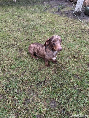 Teckel Mini Merle - imagine 5