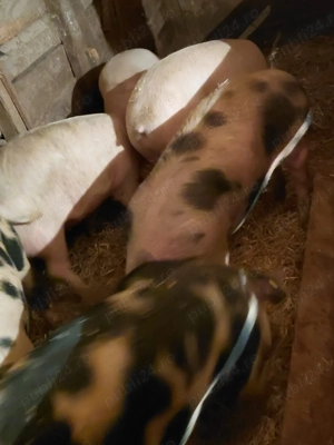 Porci  de vânzare crescuți în gospodărie  - imagine 3