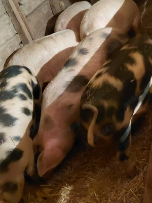 Porci  de vânzare crescuți în gospodărie  - imagine 2