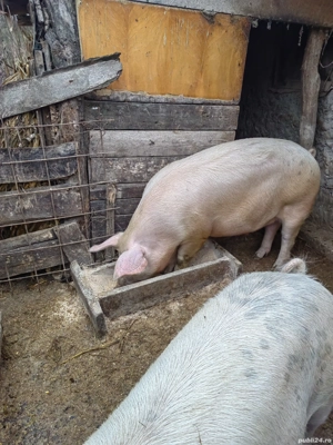 porc de vanzare  - imagine 2