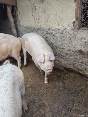 porc de vanzare 