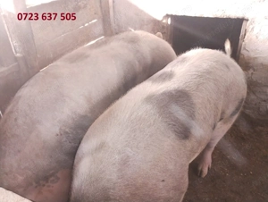 Porci crescuti la tara