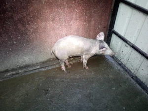 vand purcel de 3 luni