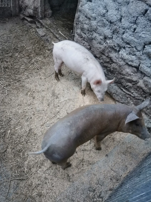 De vânzare doi vieruși de trei luni jumate  - imagine 2