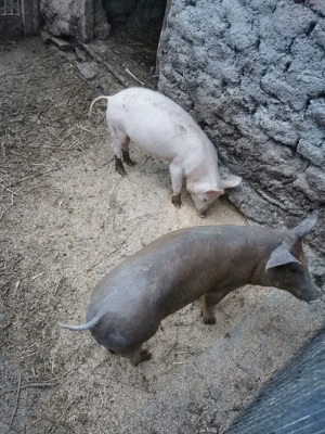 De vânzare doi vieruși de trei luni jumate  - imagine 3