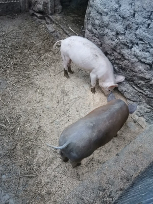 De vânzare doi vieruși de trei luni jumate  - imagine 5