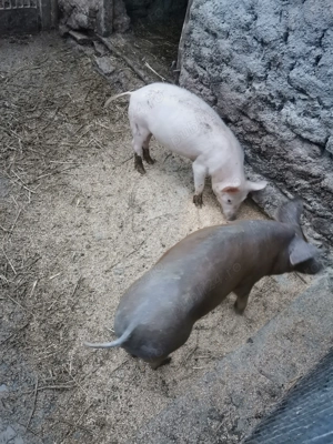 De vânzare doi vieruși de trei luni jumate  - imagine 4