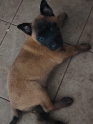 Pui malinois caută casa noua  - imagine 3