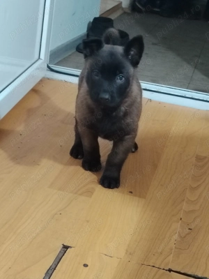 Pui malinois caută casa noua 