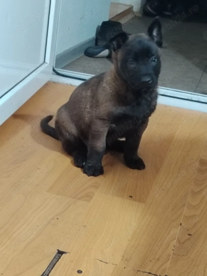 Pui malinois caută casa noua  - imagine 2