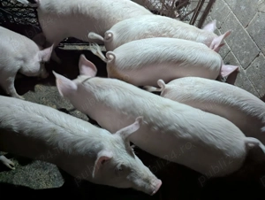  Vând porci de carne,  rasa Marele Alb,  80-100 kg,  Bacău
