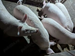  Vând porci de carne,  rasa Marele Alb,  80-100 kg,  Bacău - imagine 2