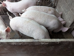  Vând porci de carne,  rasa Marele Alb,  80-100 kg,  Bacău - imagine 3