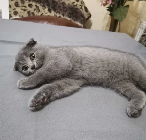 Scottish Fold de vanzare - imagine 3